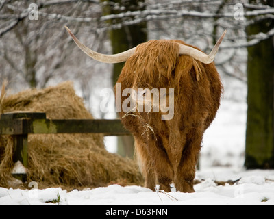 kyloe,Highland cattle feeding on grass in winter with snow,front view Stock Photo