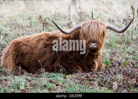 kyloe,Highland cattle red coat resting on grass front view Stock Photo