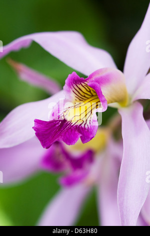 Laelia anceps. Close up of an Orchid flower. Stock Photo