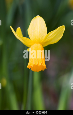 Narcissus cyclamineus 'Jetfire' in an English garden. Stock Photo