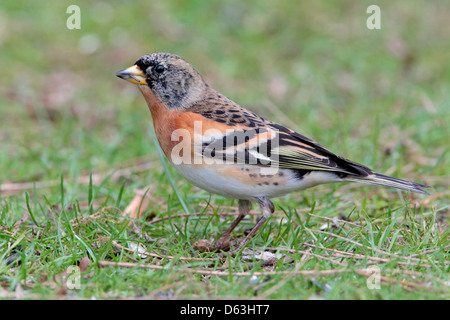 Male Brambling Fringilla montifringilla in winter/non-breeding plumage in a British garden Stock Photo