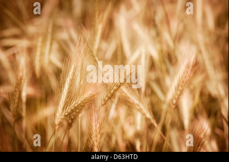 Golden ripe cereal ears grow on field Stock Photo