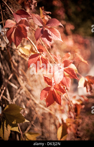 Parthenocissus quinquefolia vine red leaves Stock Photo