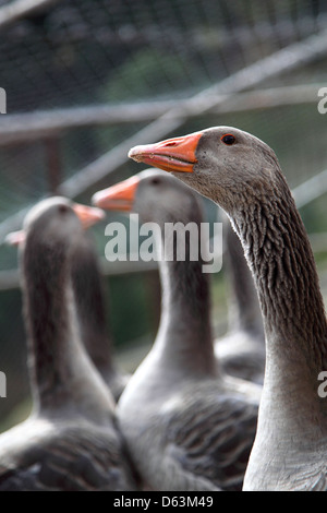 three birds geese Stock Photo