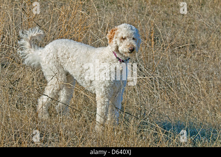 Goldendoodle (cross between a golden retriever and a standard poodle)