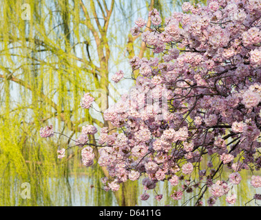 Flowering Japanese cherry blossom tree in front of weeping willow by side of Potomac river in Washington DC Stock Photo