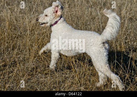 Goldendoodle (cross between a golden retriever and a standard poodle) running