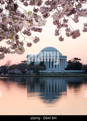 The Thomas Jefferson Memorial in Washington DC with cherry blossom at sunrise Stock Photo