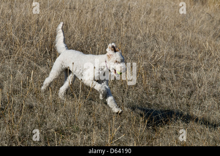 Goldendoodle (cross between a golden retriever and a standard poodle) running