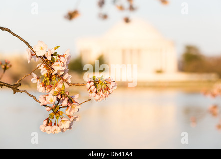 Cherry blossoms in Washington DC with focus on single bloom and Jefferson memorial out of focus behind the flower Stock Photo