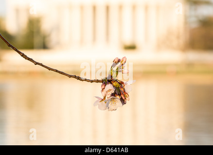 Cherry blossoms in Washington DC with focus on single bloom and Jefferson memorial out of focus behind the flower Stock Photo