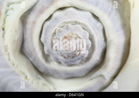 Macro photo of the spiral end of a conch shell. Stock Photo