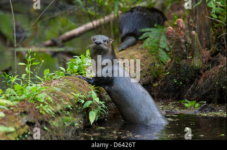 NORTH AMERICAN RIVER OTTER (Lontra canadensis) Six Mile Cypress Slough Preserve, Fort Myers, Florida, USA. January