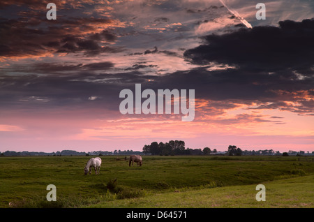 two horses on morning pasture Stock Photo