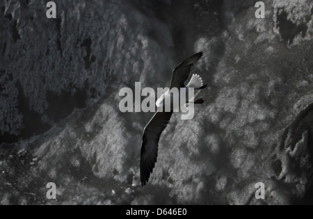 Northern fulmar in flight Stock Photo