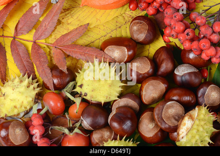 Chestnuts on autumn leaves Stock Photo