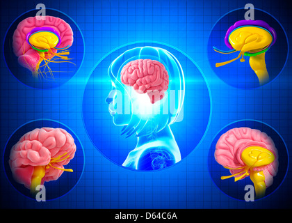 Brain anatomy, artwork Stock Photo