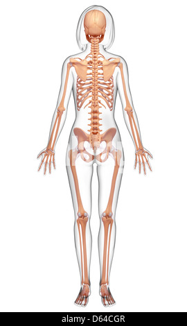 Female skeleton, artwork Stock Photo