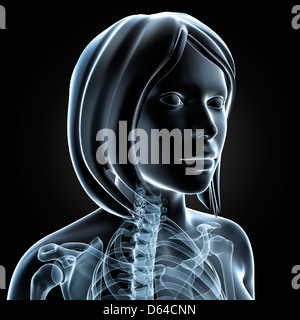 Female anatomy, artwork Stock Photo