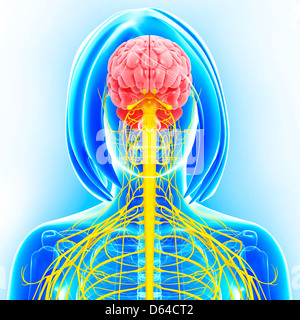 Female nervous system, artwork Stock Photo