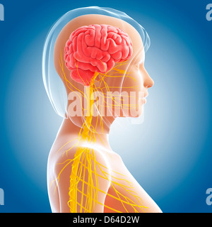 Female nervous system, artwork Stock Photo