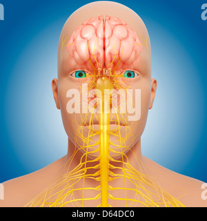 Central nervous system, artwork Stock Photo