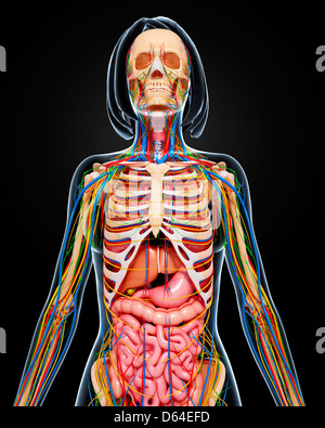 Nerve supply of the pelvis Stock Photo - Alamy