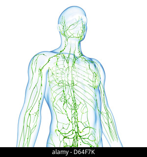 lymphatic system of male body anatomy Stock Photo - Alamy