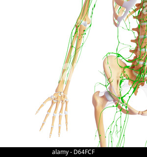 Anatomy of human pelvic bone Stock Photo - Alamy