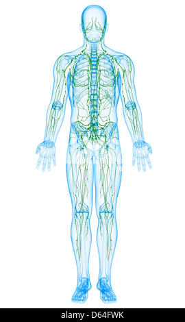 Male lymphatic system, artwork Stock Photo