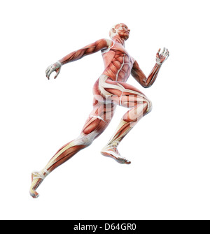 Human musculature, artwork Stock Photo