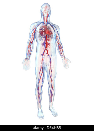 Cardiovascular system, artwork Stock Photo
