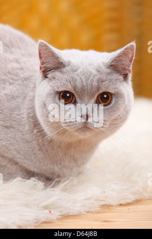 British Shorthair Cat, lilac |Britisch Kurzhaar, lilac / BKH