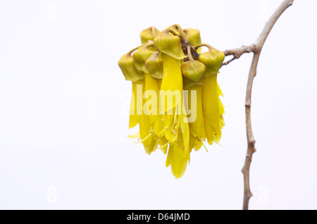 Flowers of Kowhai genus sophora the national flower of New Zealand Stock Photo