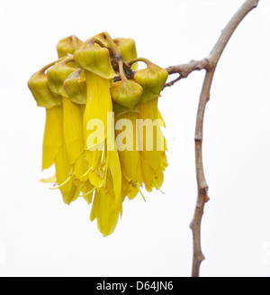 Flowers of Kowhai genus sophora the national flower of New Zealand Stock Photo