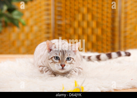 Bengal Cat / Snow Bengal, lurking |Bengalkatze / Snow Bengal, lauern, lauernd, lauert Stock Photo