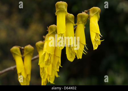 Flowers of Kowhai genus sophora the national flower of New Zealand Stock Photo