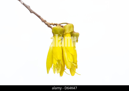 Flowers of Kowhai genus sophora the national flower of New Zealand Stock Photo