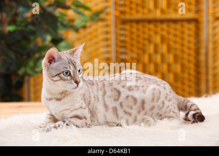 Bengal Cat / Snow Bengal |Bengalkatze / Snow Bengal Stock Photo