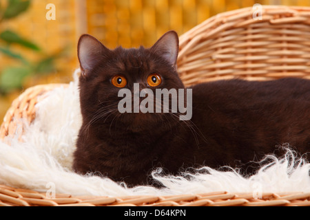 British Shorthair Cat, chocolate |Britisch Kurzhaar, chocolate / BKH, schoko Stock Photo