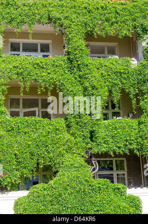 Windows covered with ivy Stock Photo