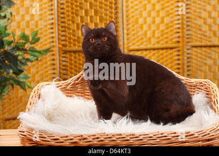 British Shorthair Cat, chocolate, lifting paw |Britisch Kurzhaar, chocolate, Pfote erhoben / BKH, schoko Stock Photo