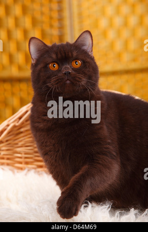British Shorthair Cat, chocolate, lifting paw |Britisch Kurzhaar, chocolate, Pfote erhoben / BKH, schoko Stock Photo