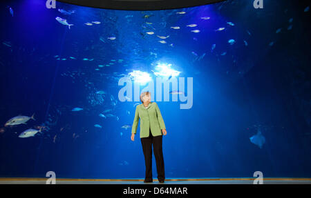 German Chancellor Angela Merkel (CDU) asks the participants in the Council of the Baltic Sea States to come together for the family picture in front of am aquarium at the Ozeanum in Stralsund, Germany, 31 May 2012. Central topics of the summit are current international economic and security issues, as well as the question of energy secutity in the Baltic Sea area. Photo: JENS BUETT Stock Photo