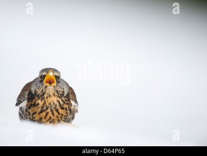 Fieldfare, Turdus pilaris, sitting on snow covered ground calling. County Durham, England, UK. Stock Photo