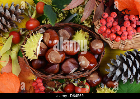 Chestnuts on autumn leaves Stock Photo