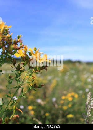 Blue-Sky-and-St-Johns-Wort Yellow-Flowers  IMG 3644 Stock Photo