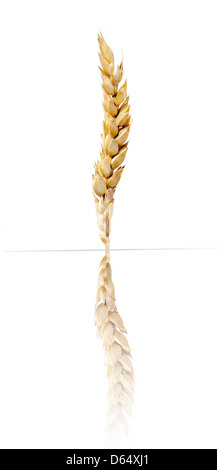 Ear of Barley (Hordeum vulgare) Stock Photo