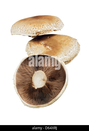 Portobello mushrooms Stock Photo