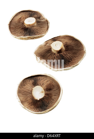 Portobello mushrooms Stock Photo